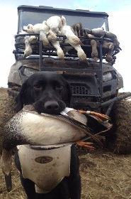 Dog with Bird in Mouth
